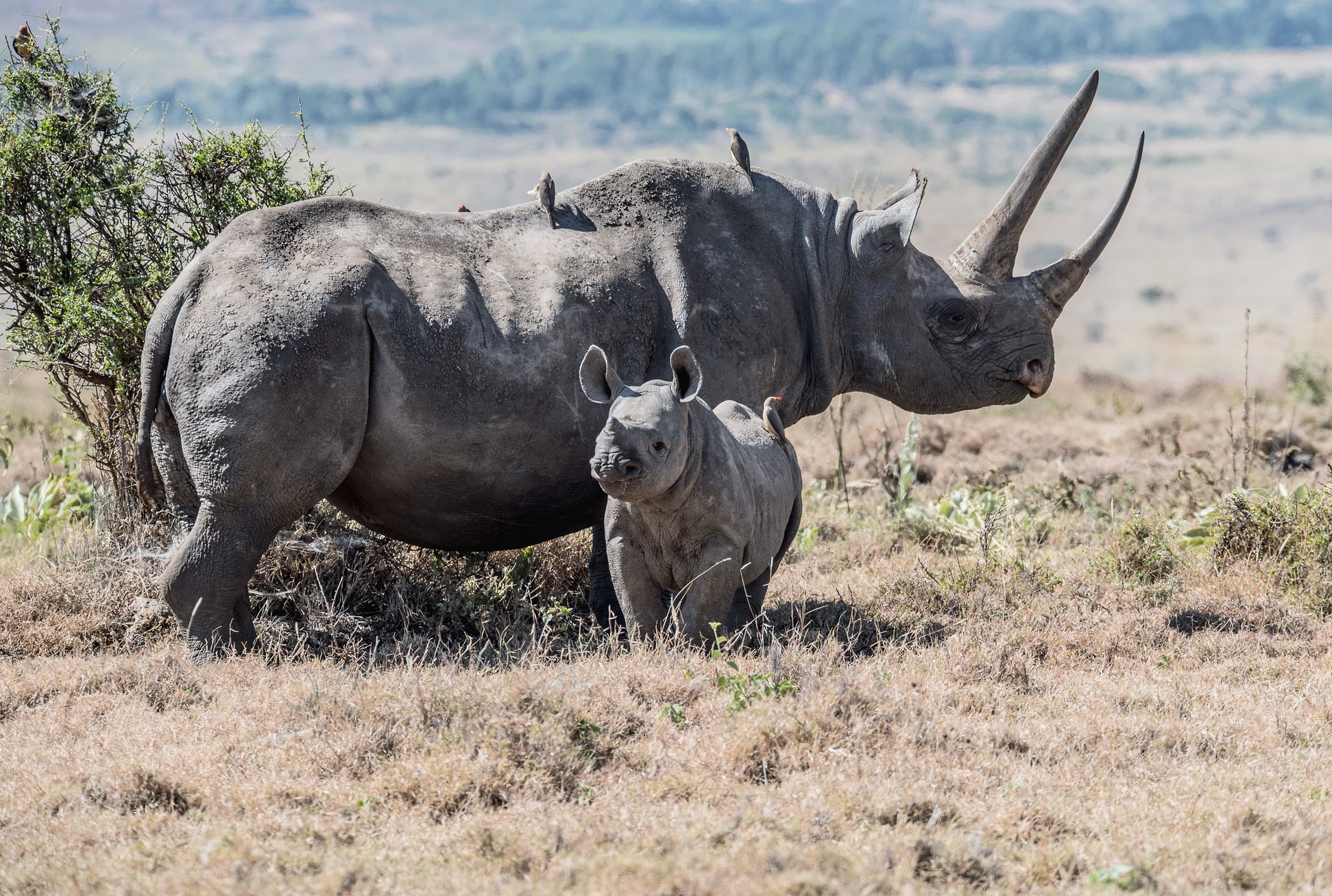 The black rhino lives in the grasslands and savannahs of Africa, where all four of its subspecies are listed as critically endangered. One subspecies, D. bicornis longipes (Western Black Rhinoceros), was declared extinct in 2011. Black rhinos have two horns on their heads, with the front one being larger. They typically weigh between 1,750 - 3,000 pounds (800 - 1,350 kg) and are about 4.5 - 5.5 feet (1.4 - 1.7 meter) tall at their shoulder. They have a prehensile lip that is good at grasping grasses and leaves (hence the other names they are known by).