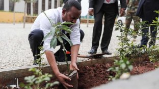 Ethiopia &#8216;breaks&#8217; tree-planting world record , planting 350 million trees in one single day