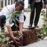 Ethiopia &#8216;breaks&#8217; tree-planting world record , planting 350 million trees in one single day