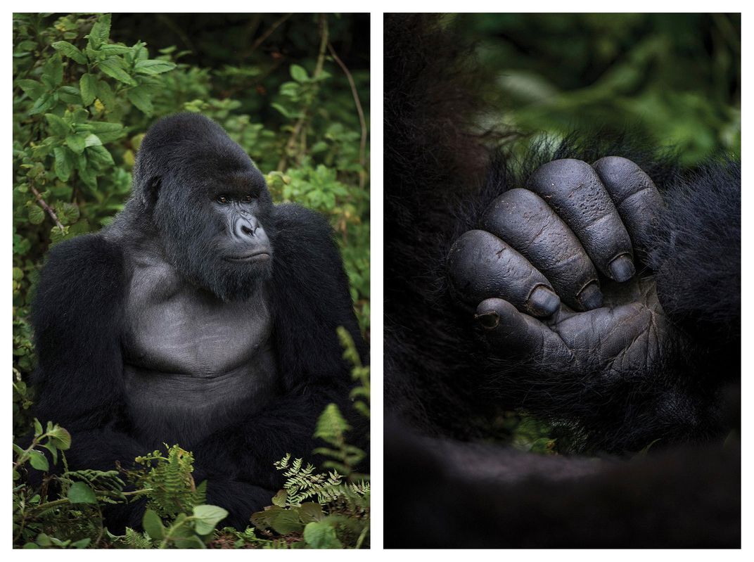 According to the IGCP, there are a remarkable 45 gorilla groups that have now been habituated to tourism and research: 28 groups in Virunga National Park, 17 in Bwindi-Sarambwe. Behm Masozera says money—cash from regulated tourism—has “been a great benefit to local and regional economies.”
