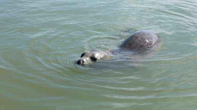 Grey seals take longer to be comfortable in the water, so breed elsewhere and come to the Thames later to feed.