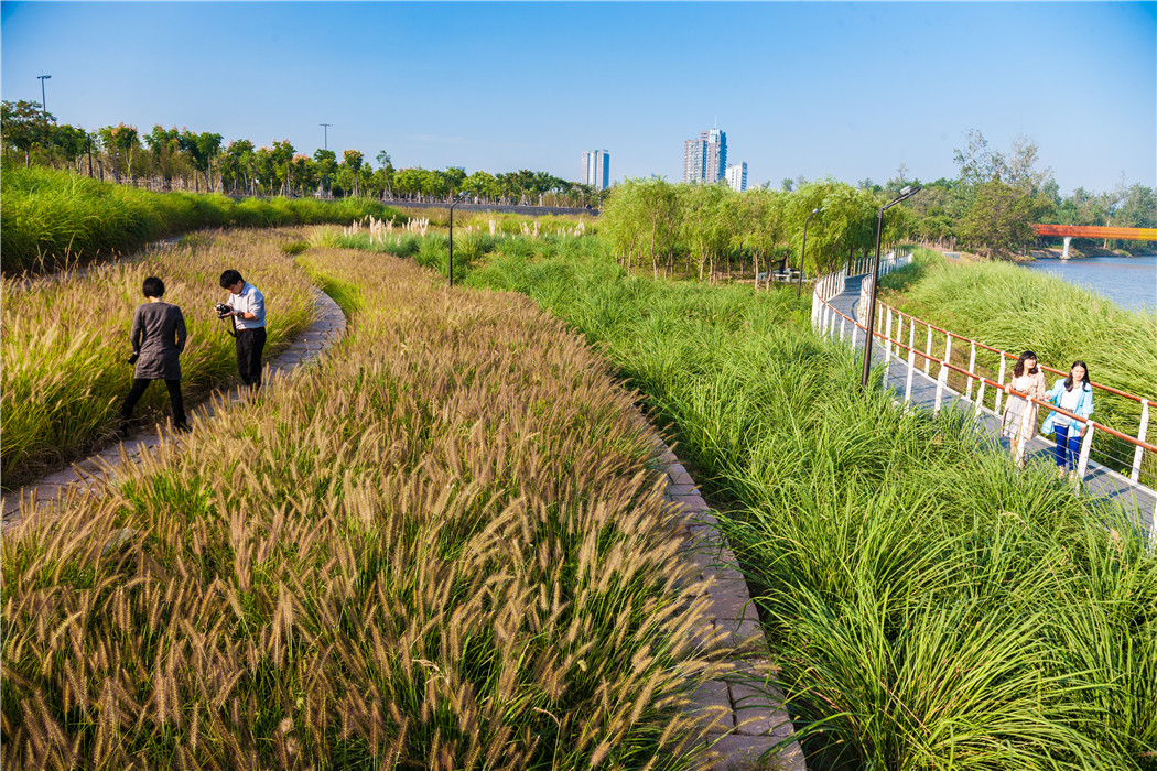 Unlike concrete pavements that separate water from the natural ecosystem, sponge cities utilise natural wetlands to absorb water into the soil before it can flow into urban streets, therefore providing a water-resilient threshold.