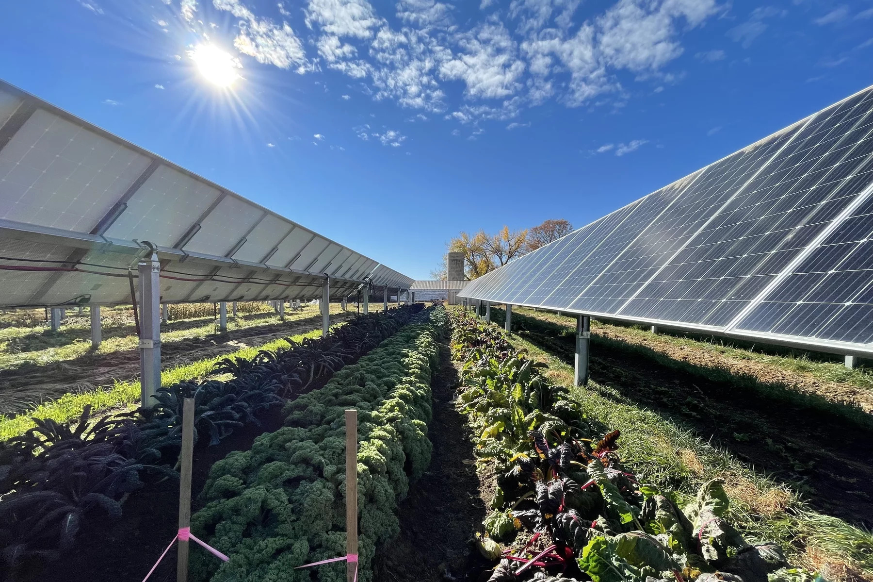 Kominek's farm, rebranded as Jack's Solar Garden (Jack is his grandfather's name), is part of a burgeoning industry known as agrivoltaics. It's a relatively new field of research and Kominek's farm is one of only about a dozen in the United States known to be experimenting with it. But agrivoltaics is drawing particular interest in the West, now in the grips of a 22 year megadrought. Kirk Siegler/NPR