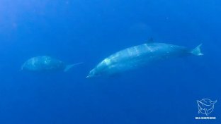 Descubren una posible nueva especie de ballena en México
