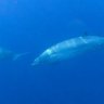 Descubren una posible nueva especie de ballena en México