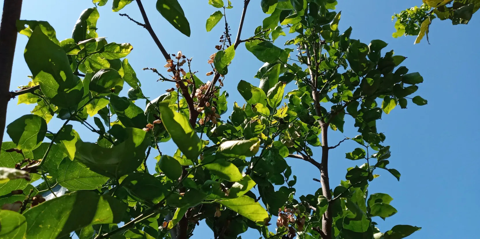 Pongamia is shown growing in an area of marginal lands planted using an agroforestry system mixed with Alpinia galanga and honey bee husbandry in the FORDIA Research Forest in Parungpanjang, Bogor Regency, Indonesia.