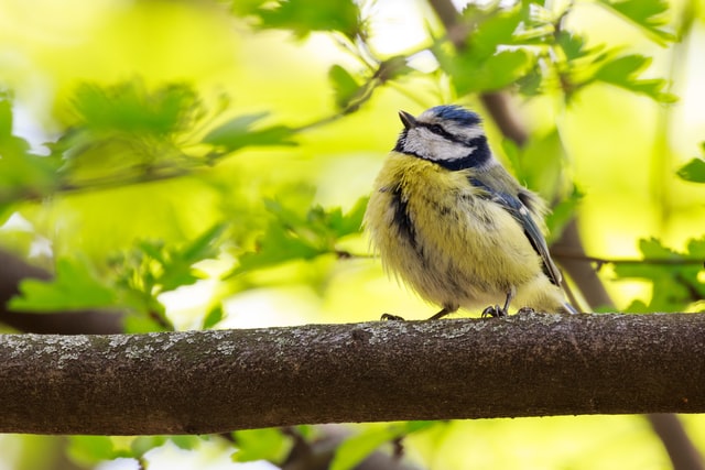 The authors calculated that being around fourteen additional bird species in the vicinity raise the level of life satisfaction at least as much as an extra €124 per month in the household account, based on an average income of €1,237 per month in Europe.