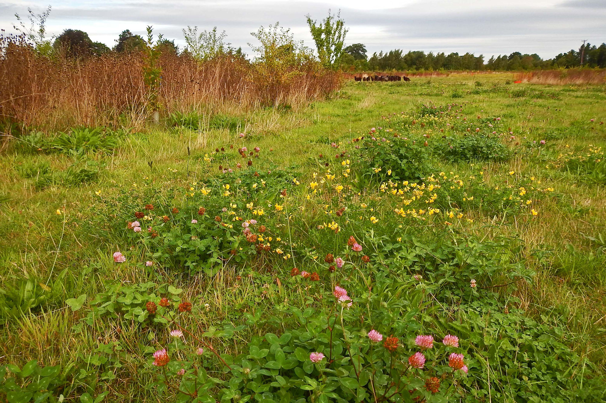 Woodland can store up to 12 tonnes of carbon, and meadow three tonnes, per hectare a year. The messy edges between woodland and meadow offer niches for a wealth of species – a system famously described by Charles Darwin at the end of The Origin of Species as a 'tangled bank'.