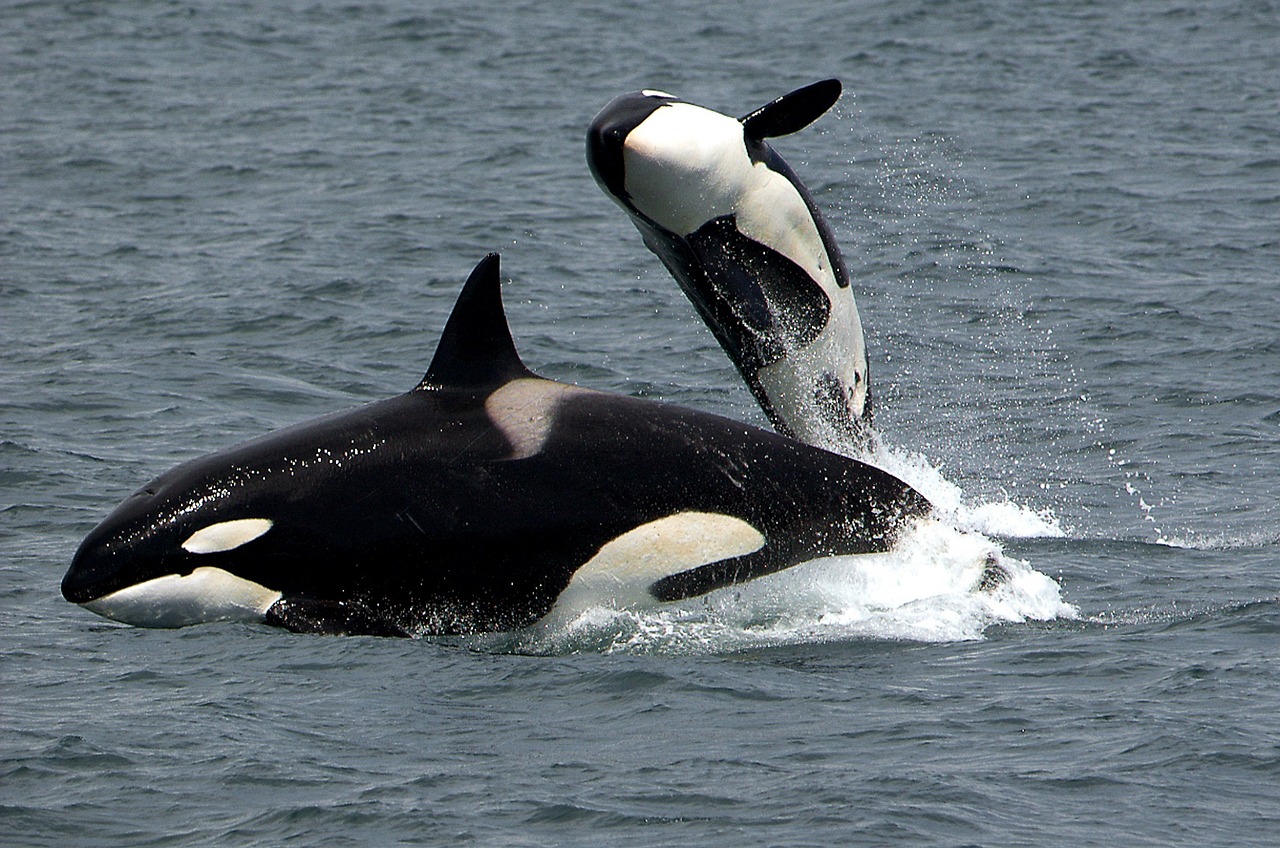 Orcas, or “Killer Whales”, are in fact the largest member of the dolphin family, and display many of the the same superpowers as their smaller bottlenose cousins.