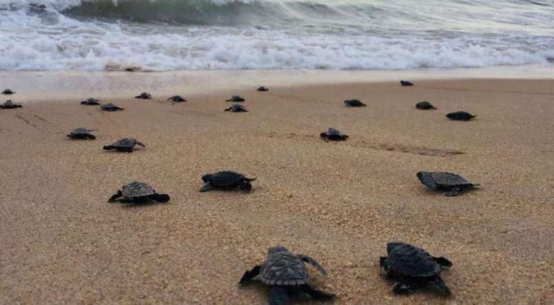 Photographs taken by government workers, the only people to witness the event, showed the tiny creatures making their way down the beach and into the Atlantic waves. Paulista’s environmental secretary, Roberto Couto, said the town was home to four of the five types of turtle found along Brazil’s coastline: the hawksbill, the green sea turtle, the olive ridley turtle and the loggerhead turtle. More than 300 turtles have hatched there this year.