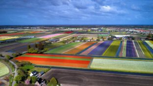 Spring has sprung in Holland’s tulip fields in a patchwork of vibrant colour