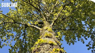Podcast Stand van de Vooruitgang: Dorp redt duizenden bomen van de kap