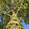 Podcast Stand van de Vooruitgang: Dorp redt duizenden bomen van de kap