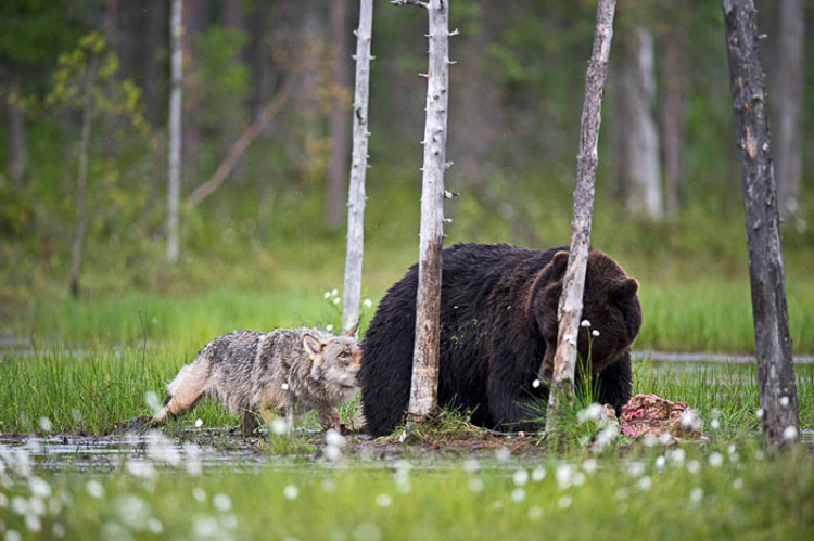 Unique friendship between wolf and bear documented by Finnish photographer  - BrightVibes