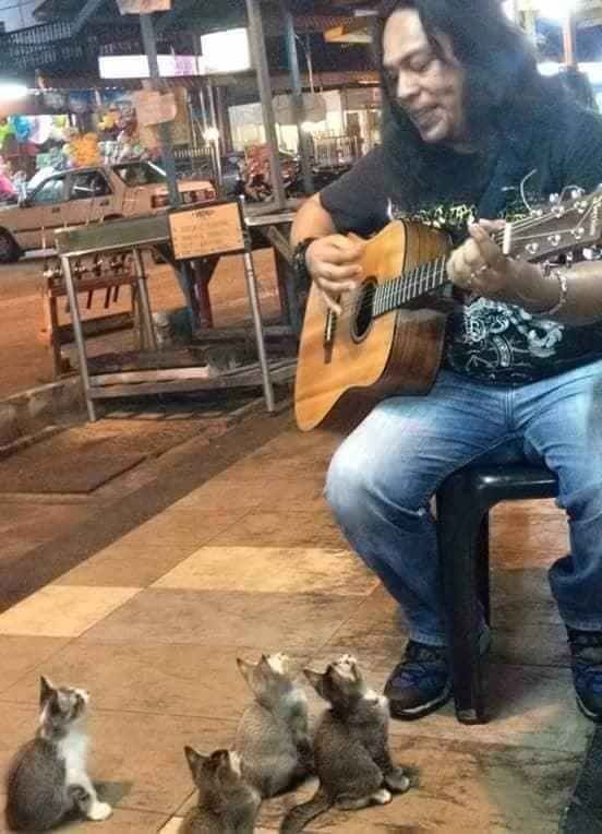 The four stray kittens seem to have an ear for music, and the busker clearly appreciates their support.