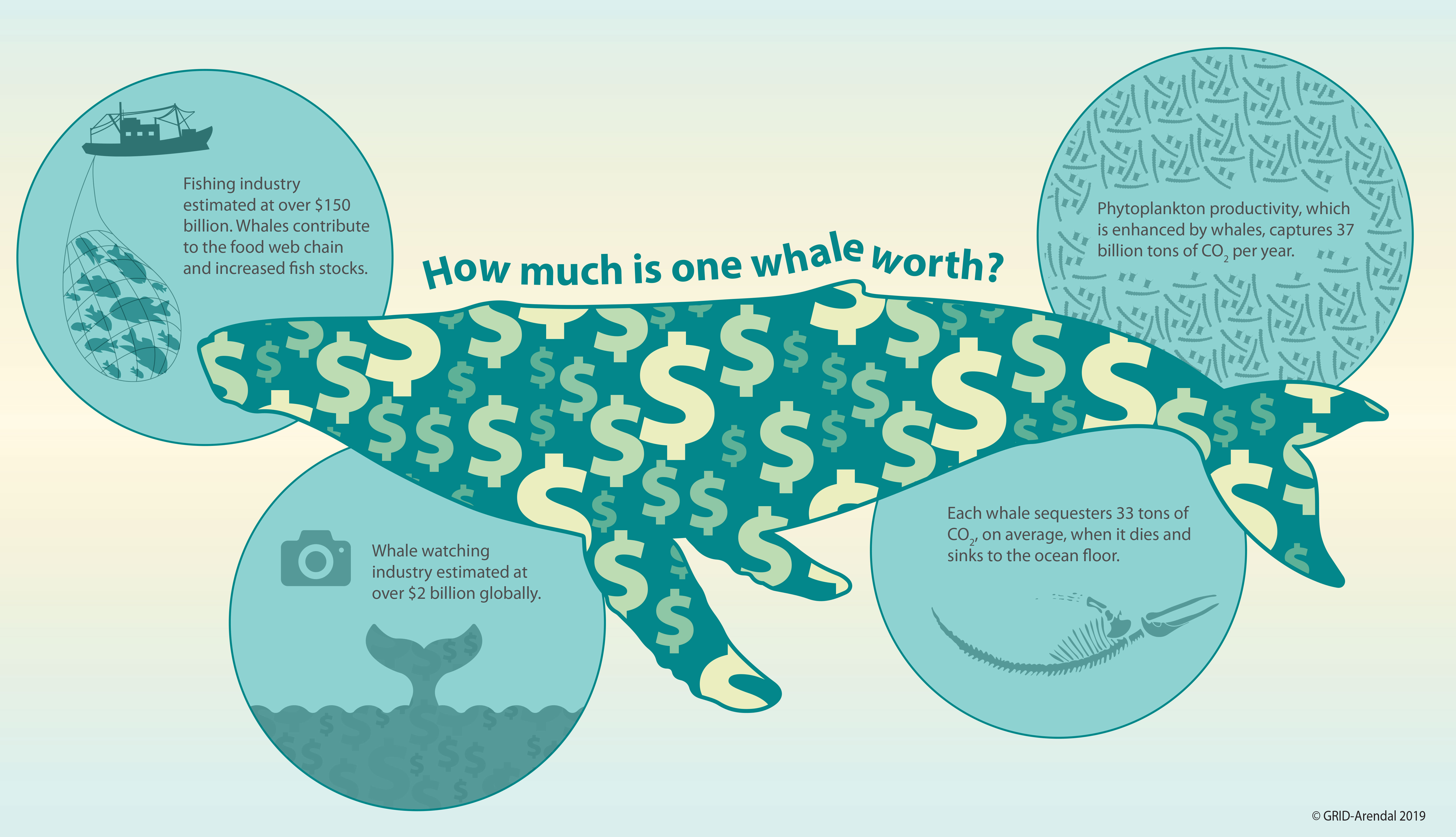 IMF conservative estimates put the value of the average great whale, based on its various activities, at more than $2 million.