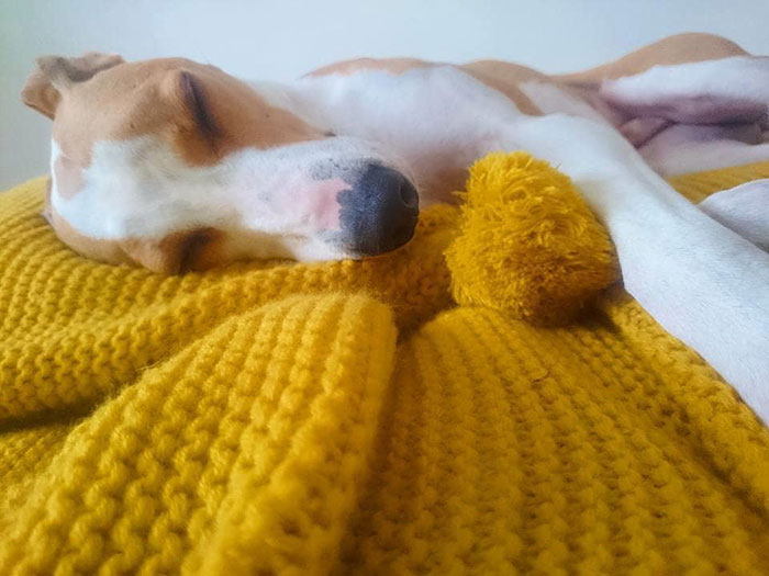 A lo largo de los años, Maisy ha tejido unos de 450 artículos para que los perros del centro puedan disfrutar mientras esperan a que se les vuelva a alojar.
