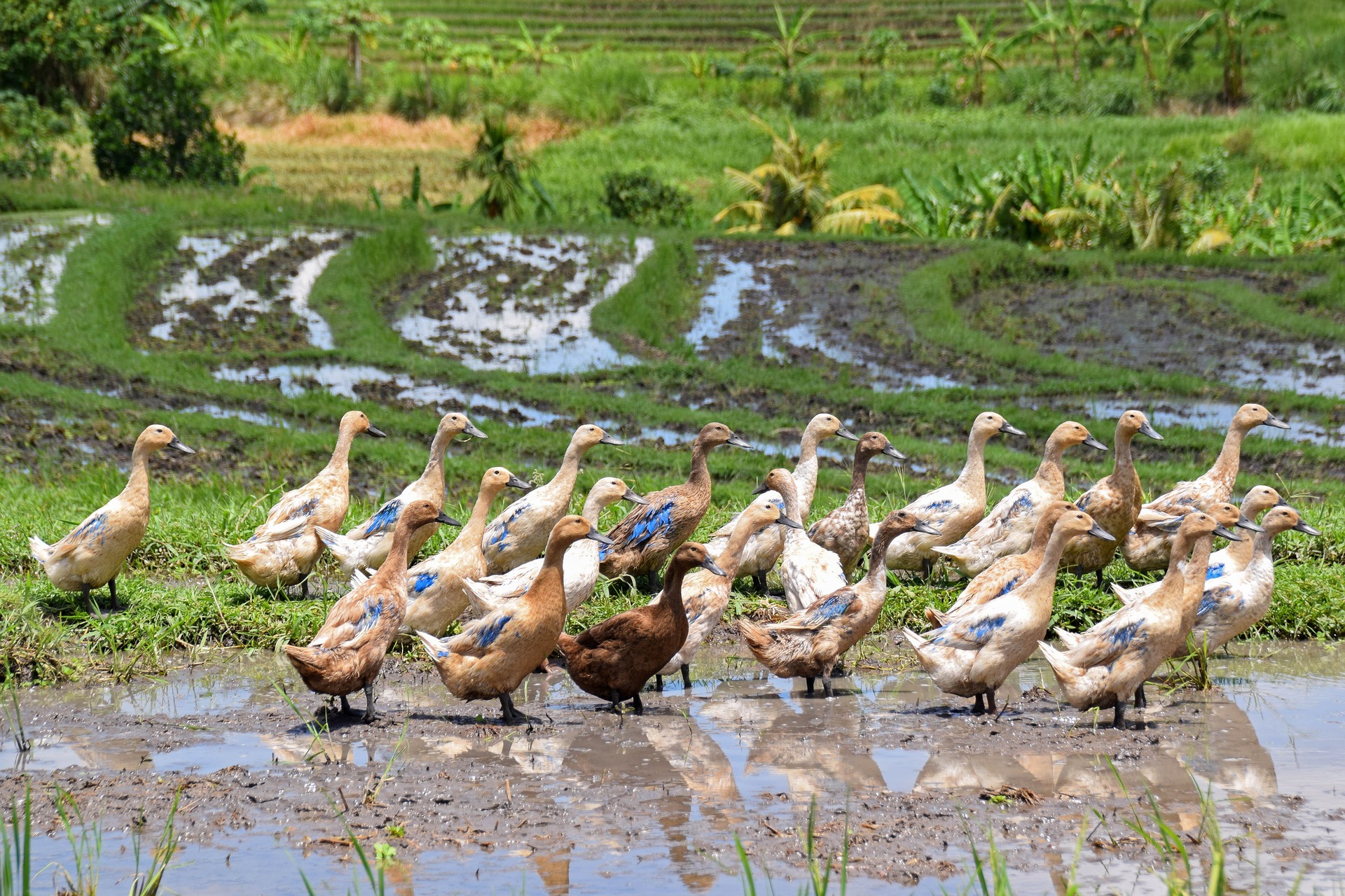 The only disadvantage (for the ducks) is that after a season of eating the weeds, the ducks need to be slaughtered for meat. They get too fat and begin to harm the plants. The farmer needs to change ducks every rice season.