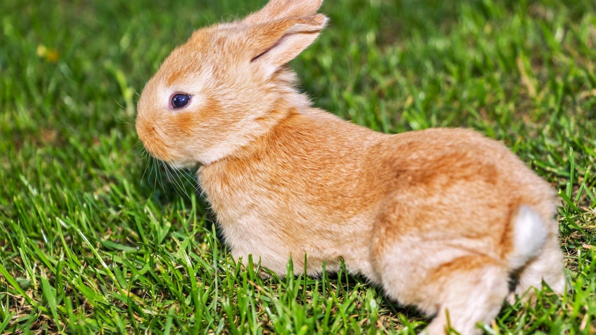In what’s been hailed as a major win for animals, Mexico’s senate has unanimously passed a federal bill to ban animal testing for cosmetics, making it the first country in North America and the 41st country globally to do so.