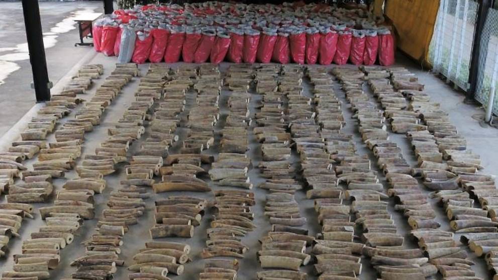 Officials found 11.9 tonnes of pangolin scales and 8.8 tonnes of elephant ivory in a container from the Democratic Republic of Congo, said the National Parks Board, Singapore Customs and Immigration and Checkpoints Authority

Read more at