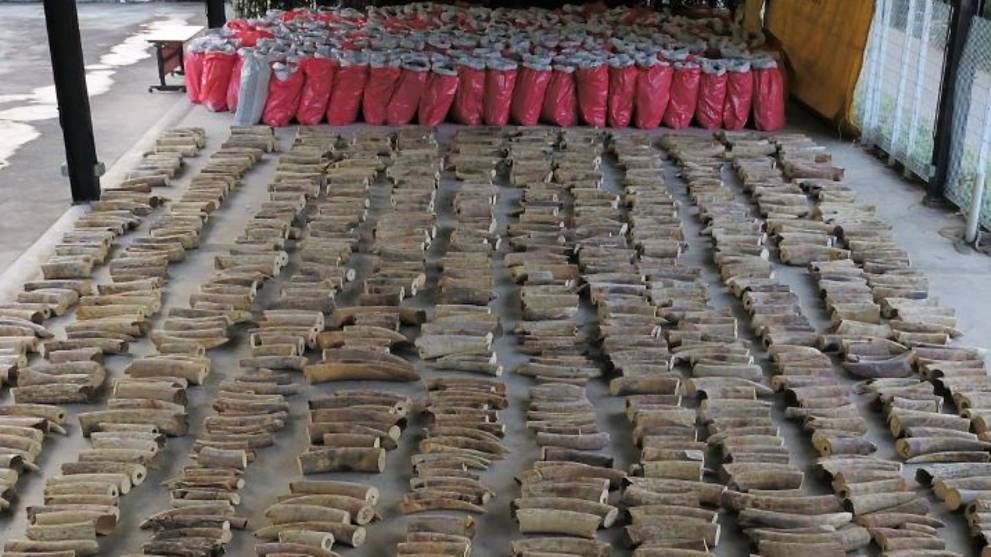 Officials found 11.9 tonnes of pangolin scales and 8.8 tonnes of elephant ivory in a container from the Democratic Republic of Congo, said the National Parks Board, Singapore Customs and Immigration and Checkpoints Authority
Read more at