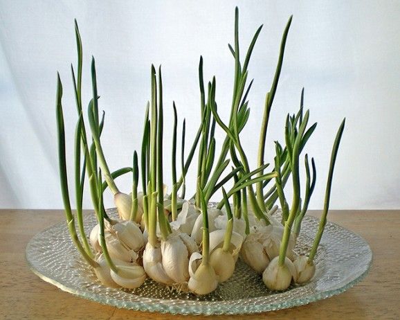 Garlic chives are the green shoots that grow from a clove of garlic and can be added to dishes that traditionally call for green onion chives like salads and baked potatoes. Place a garlic clove in a small cup and add water to the bottom without submerging. Roots will grow in a few days and shoots will grow shortly after! Tip: Garlic starts to lose it pungent flavor when the shoots grow, so if you find a rogue clove in your fridge or pantry starting to shoot, place it in a cup of water to grow chives instead of throwing the clove away!