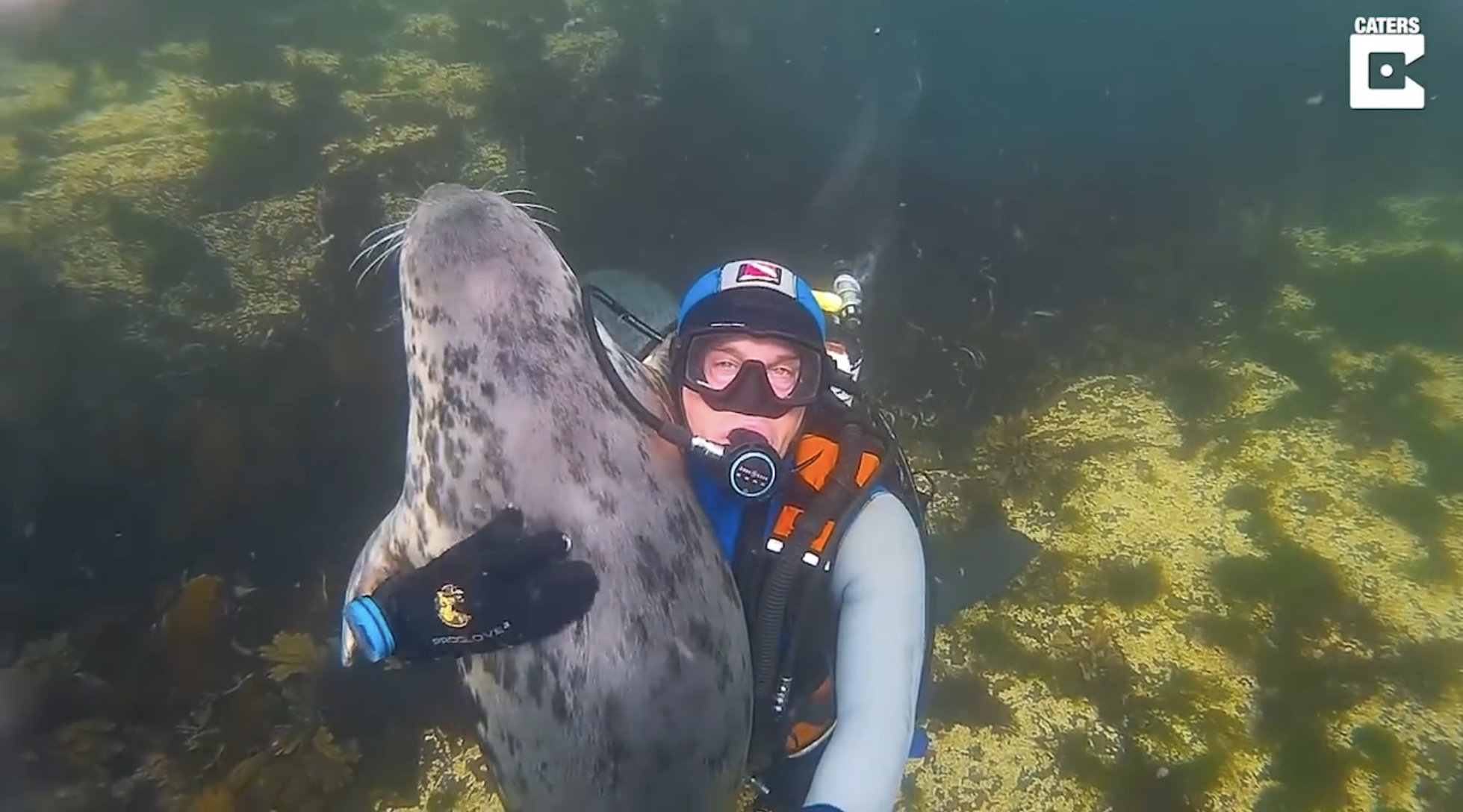 This seal has a crush on diver Dr. Burville.