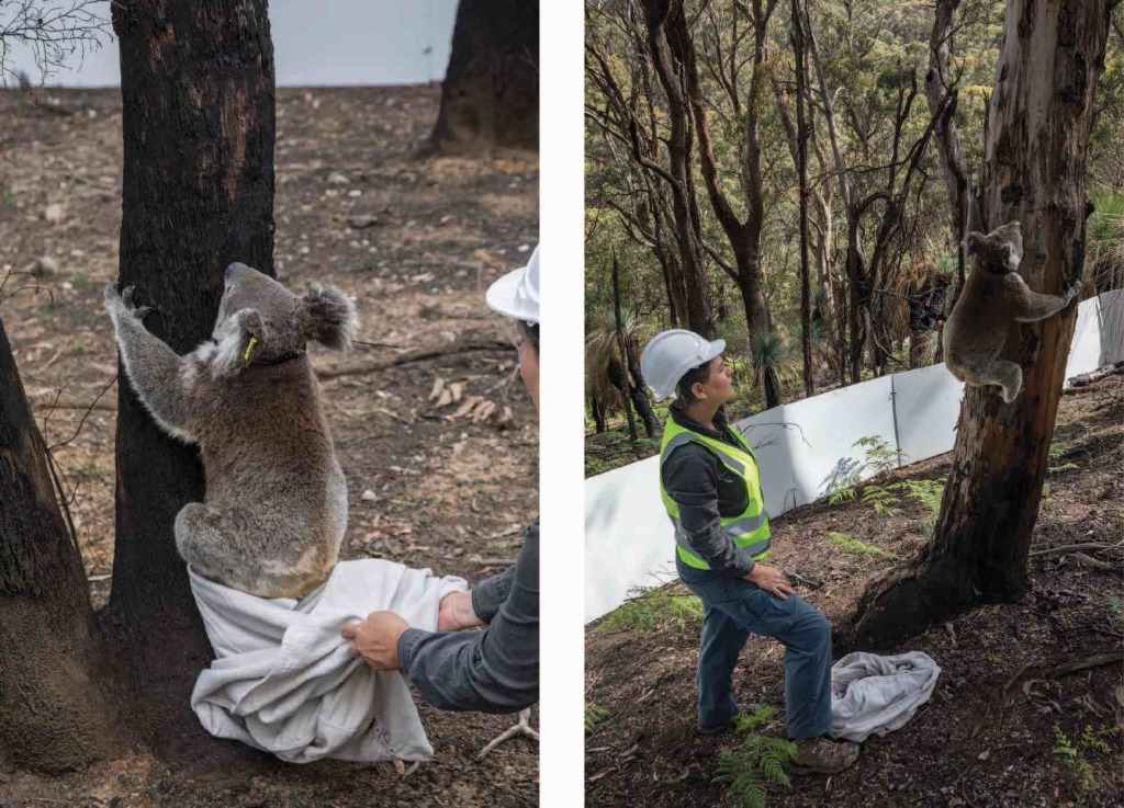El lunes 23 y miércoles 25 de marzo, estos koalas fueron re introducidos a su hogar gracias al equipo de Science for Wildlife y con apoyo de San Diego Zoo Global.