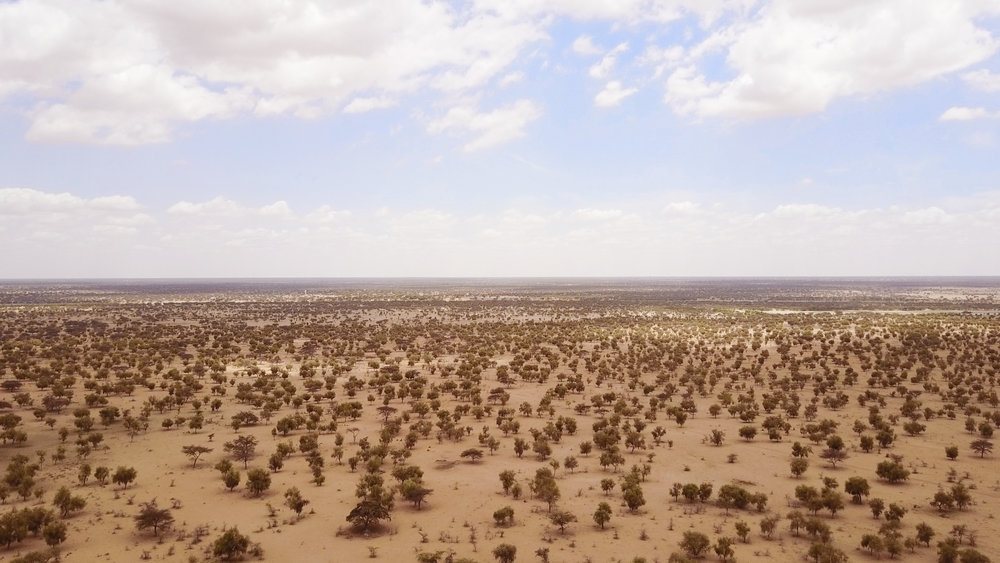 El sueño africano de una Gran Muralla Verde se remonta a la década de 1970, cuando vastas franjas de tierra fértil en una región llamada el Sahel, que se extiende por el borde sur del desierto del Sahara, comenzaron a degradarse gravemente.