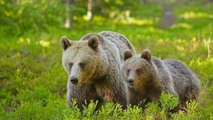 Las poblaciones de mamíferos salvajes de Europa se recuperan gracias a los esfuerzos de conservación