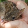 Australia’s bandicoots brought back from the brink of extinction
