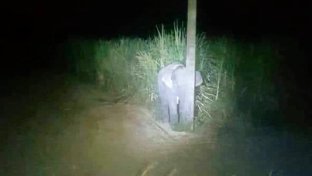 Adorable baby elephant gets caught eating sugar cane—hides behind telephone pole