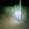 Adorable baby elephant gets caught eating sugar cane—hides behind telephone pole