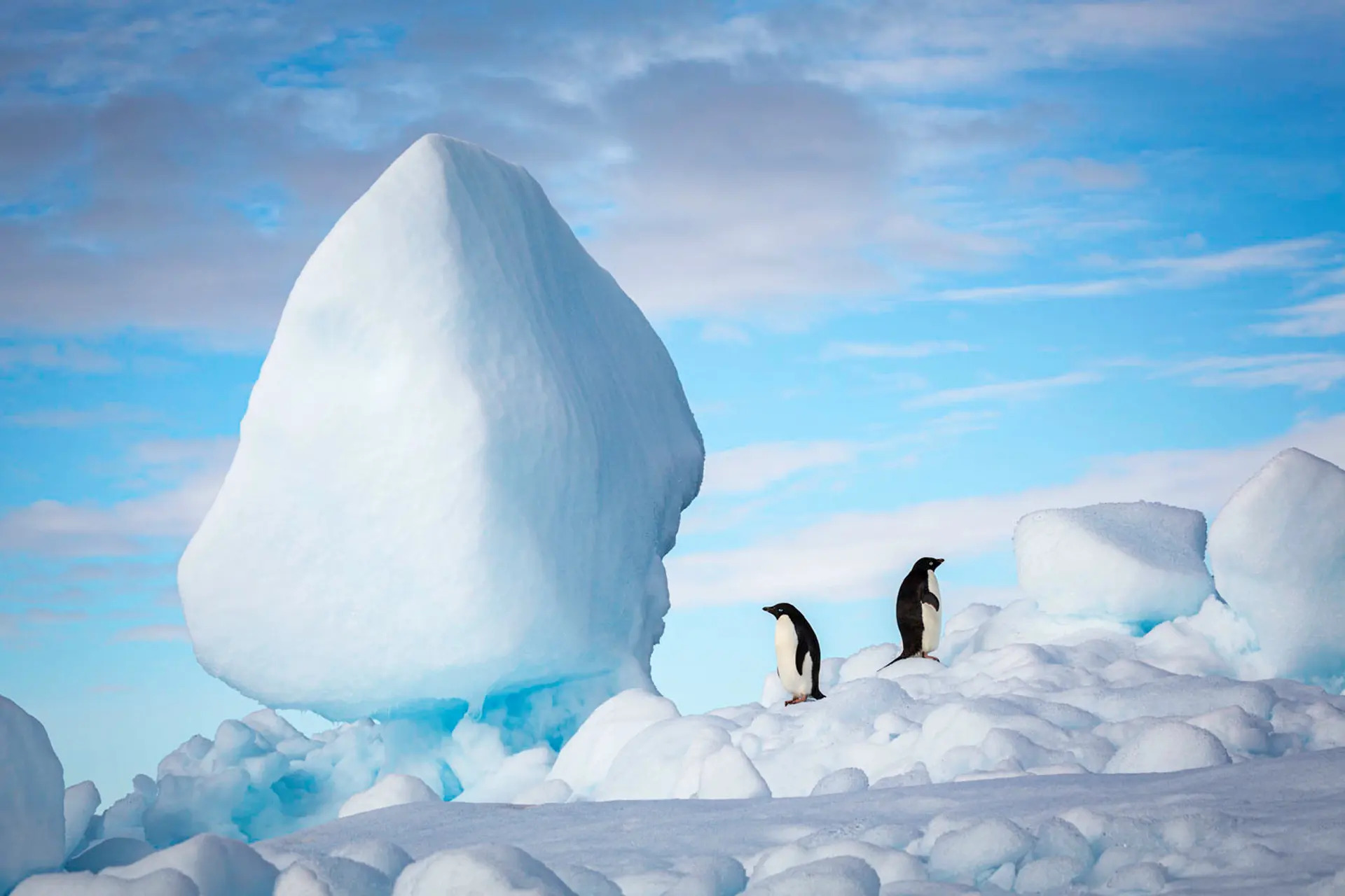 ‘It’s scenes like this that make a trip to the great white continent so memorable. These two Adelie penguins must be in a lovers’ quarrel, as they don’t look like they are on squawking terms.’ Jonathan Irish is a conservation photographer based in Colorado, who specialises in documenting travel and wildlife.