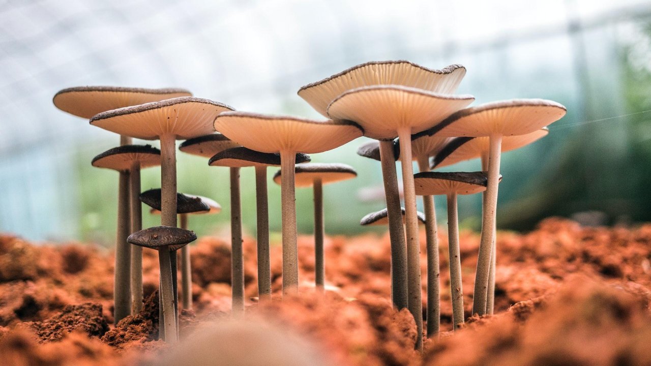 Talking toadstools: Mushrooms communicate with each other using up to 50 ‘words’, scientist claims