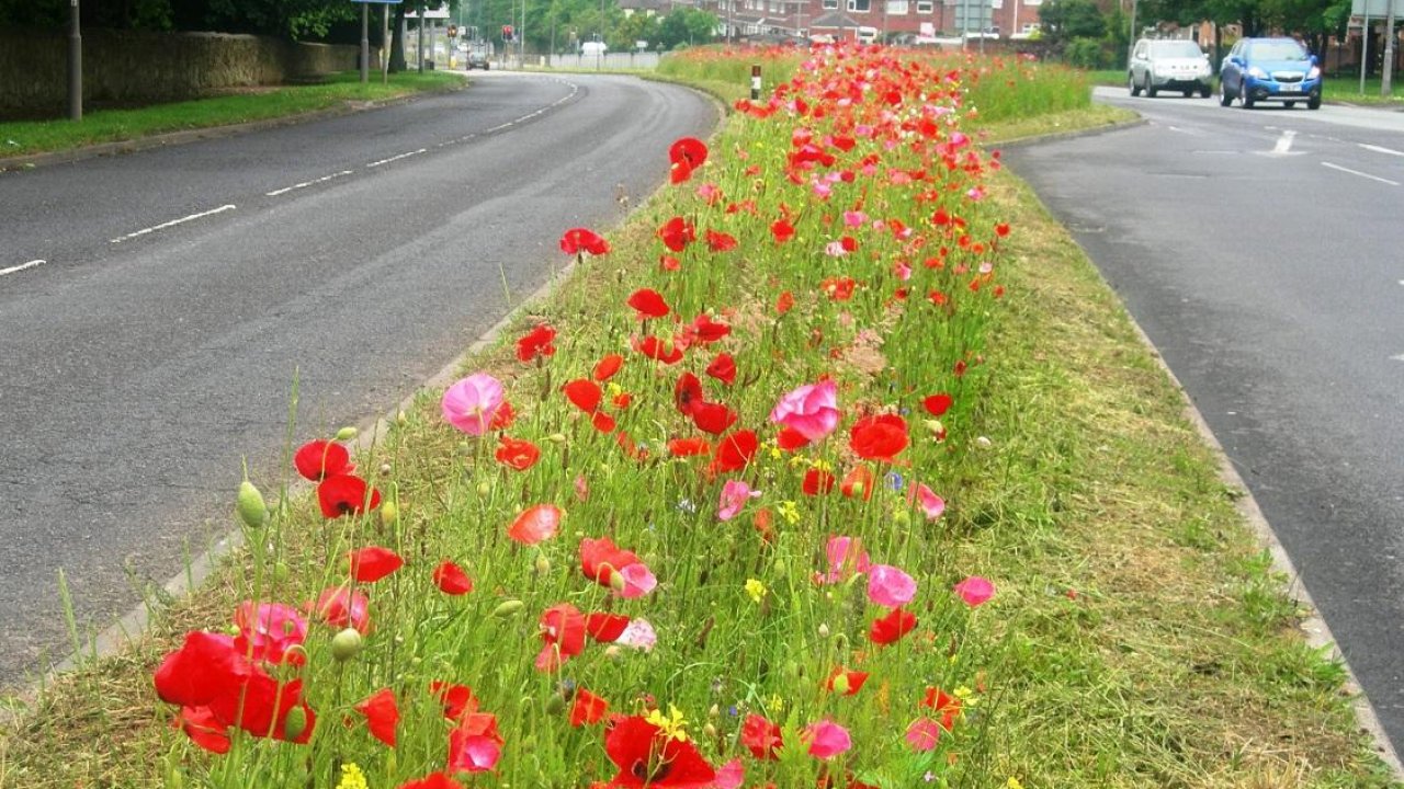 8-mile strip of wildflowers provides habitat to insects &#038; pollinators while saving £23k mowing costs