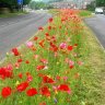 8-mile strip of wildflowers provides habitat to insects &#038; pollinators while saving £23k mowing costs