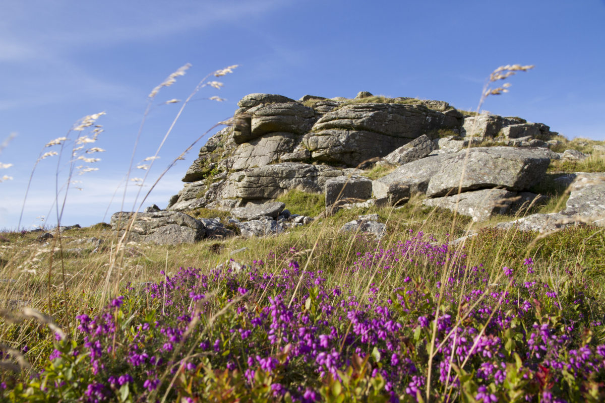 The government will work with the Devolved Administrations to agree an approach across the UK, and with landowners and civil society to explore how best to increase the size and value of our protected land.