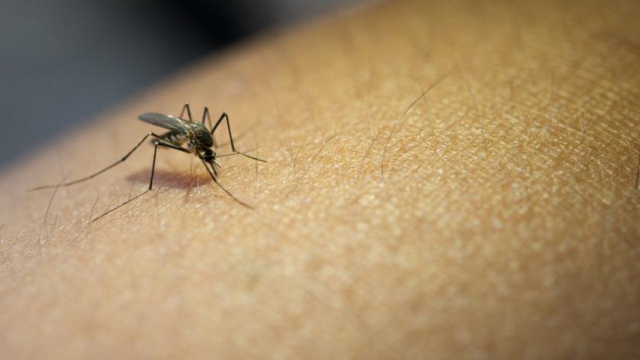 Malaria: new vaccine hailed as potential breakthrough