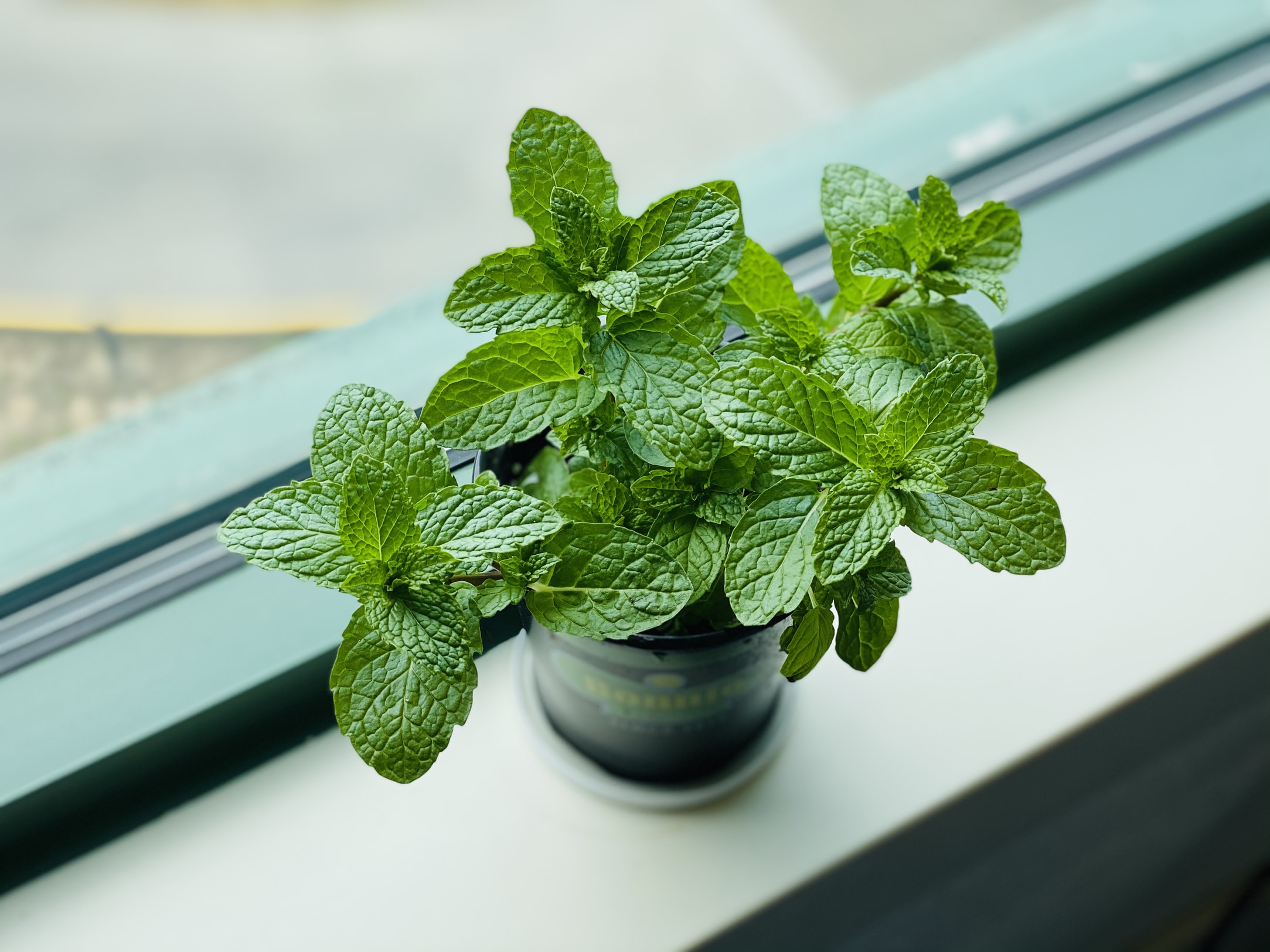 Mint plants can repel spiders, ants, and mosquitoes. But be careful when you plant mint because these plants spread rapidly!