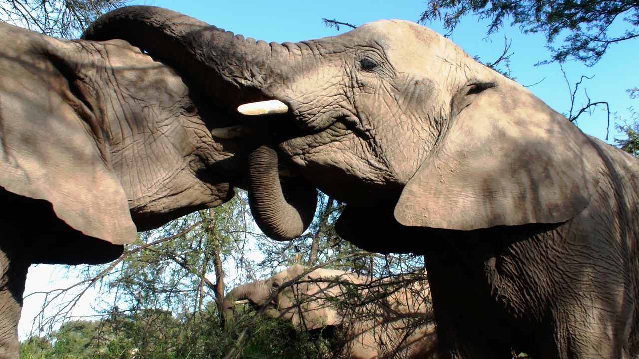 Individuals greet each other by stroking or wrapping their trunks around one another. Older elephants will also use trunk-slaps, kicks and shoves to discipline boisterous youngsters.