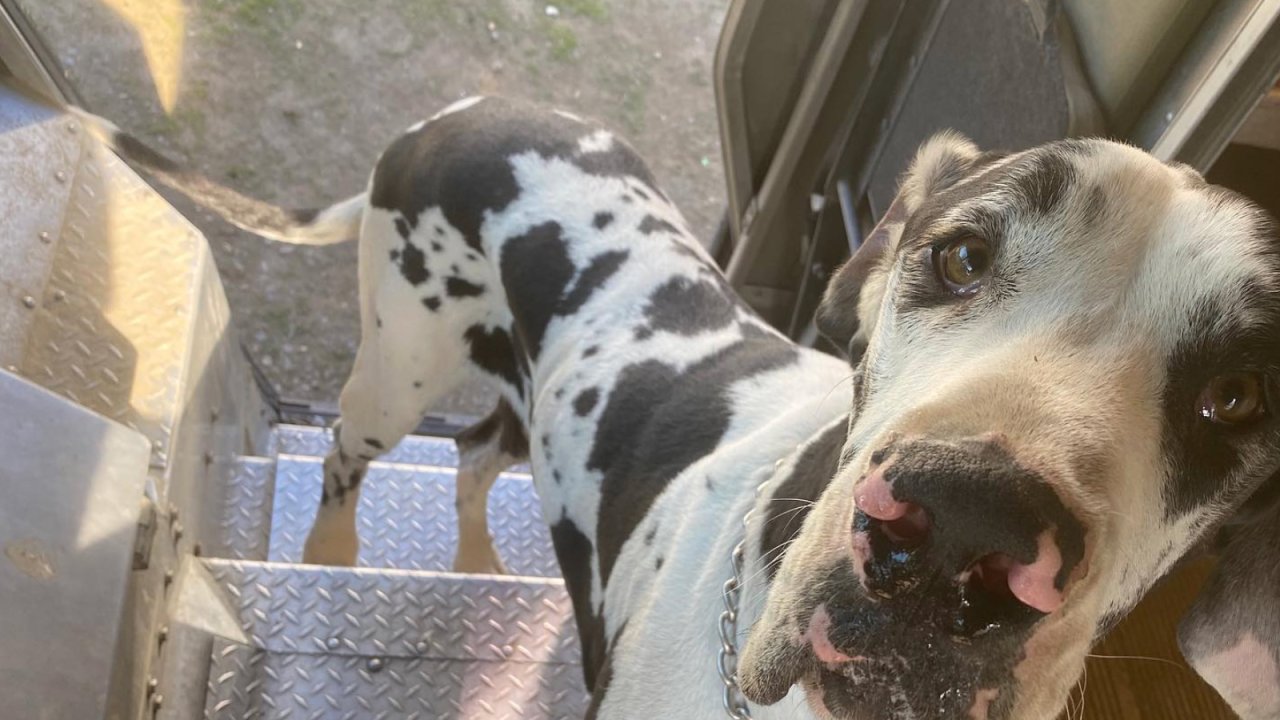 Why Does My Dog Put Her Face In My Face