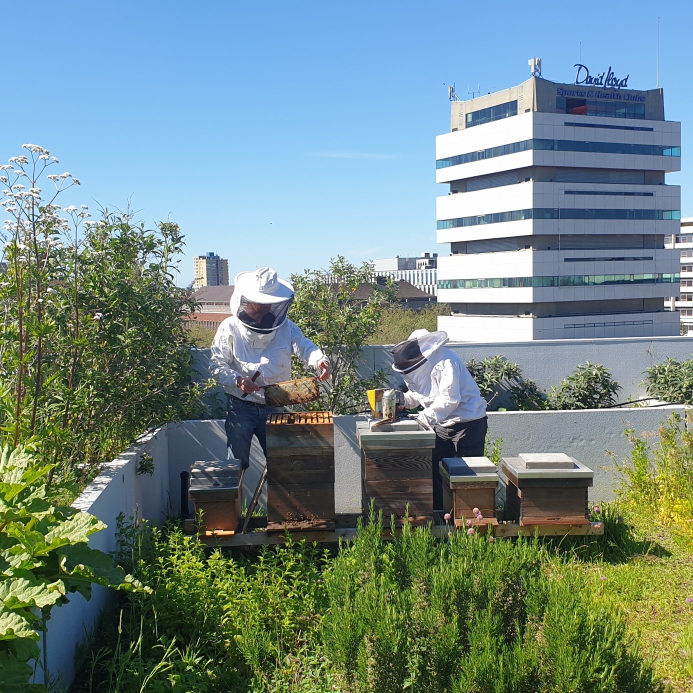 Wouter Bauman, nature and spactial planning consultant at the Rotterdam Environmental Center and also beekeeper affiliated with the Ambrosius Beekeepers Guild, is responsible for the management of the DakAkker, together with a large group of enthusiastic volunteers.