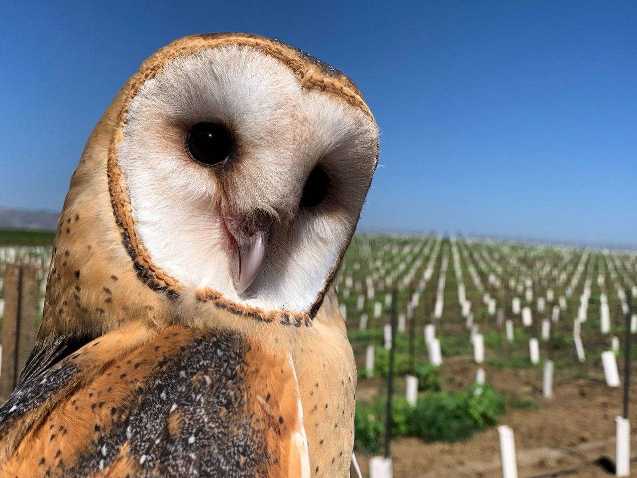 Some Napa Valley vintners are using nesting barn owls for rodent control in an effort to remove toxic pesticides from the making winemaking process.
