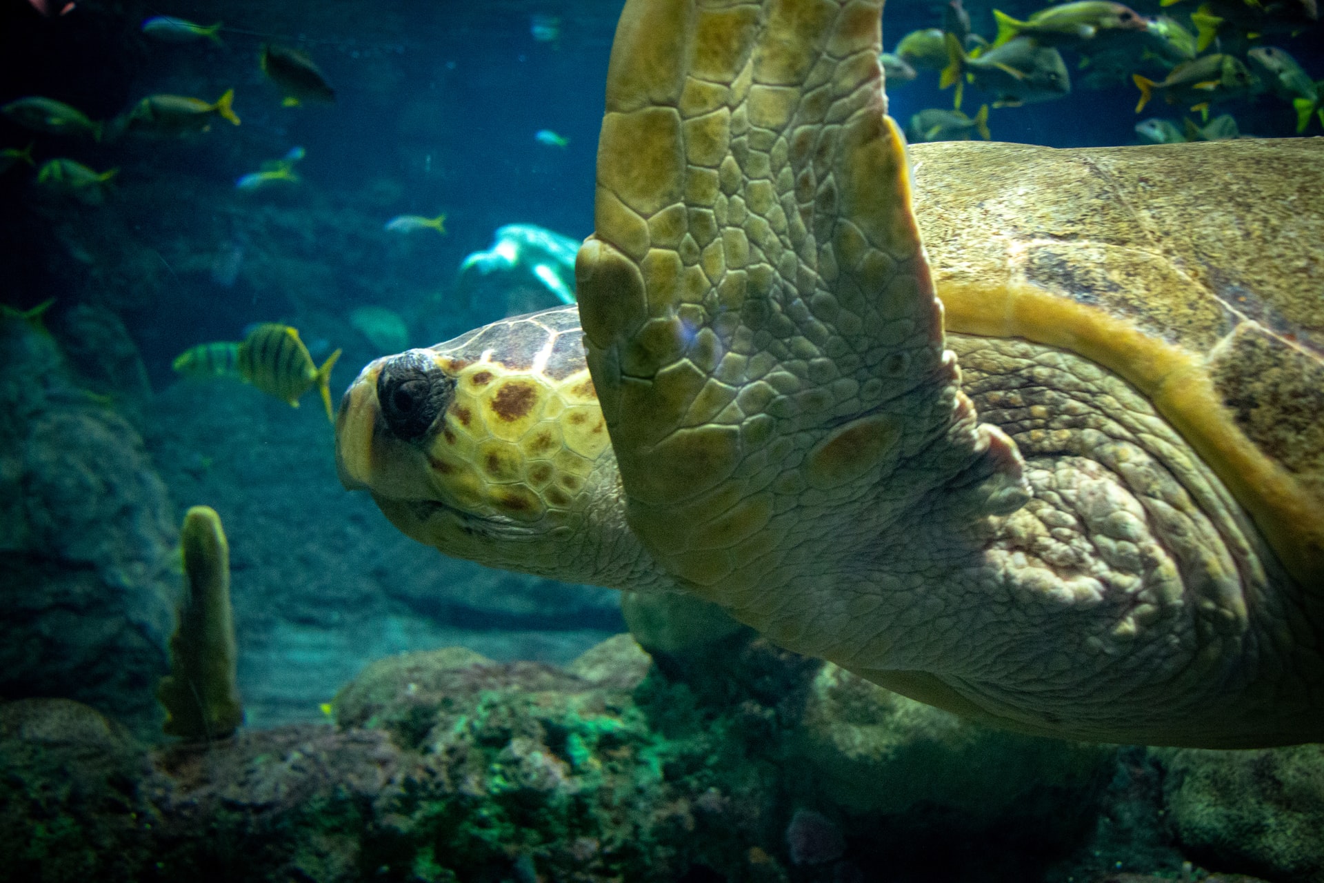 En el Pacífico Oriental, un grupo de tortugas verdes que tienen caparazón más oscuro son llamadas tortugas negras por la comunidad local. Las tortugas verdes se encuentran principalmente en aguas tropicales y subtropicales. Al igual que otras tortugas marinas, migran largas distancias entre las zonas de alimentación y las playas donde nacieron. Clasificadas como en peligro de extinción, las tortugas verdes están amenazadas por la sobreexplotación de sus huevos, la caza de adultos, la captura en artes de pesca y la pérdida de los lugares de anidación en las playas.