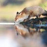 33 Cute, Funny or Just Plain Adorable Wildlife Photos By Award-Winning Austrian Photographer