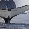 9 sorprendentes datos sobre ballenas y porqué son tan importantes