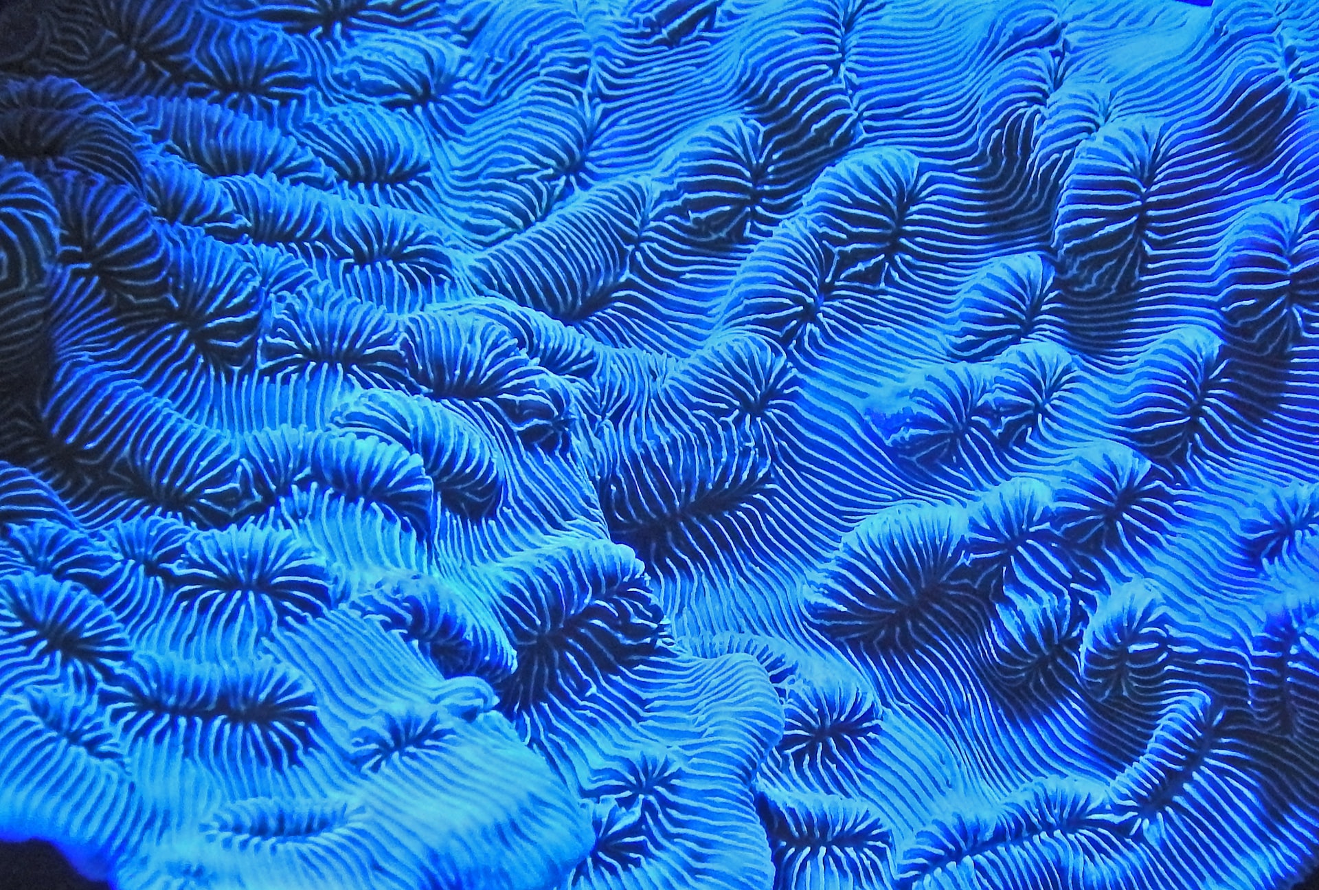 They are not plants or rocks, but in fact they are animals… that sometimes live together in ‘colonies’.