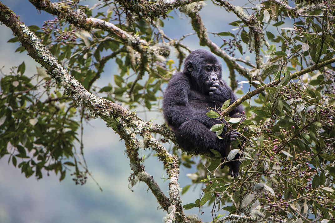 One key to the gorilla population increase, says Behm Masozera, is “long-term, high-level political support.” In 2015, DRC, Rwanda and Uganda signed the Greater Virunga Transboundary Collaboration, a treaty to foster conservation and develop tourism, including anti-poaching efforts, habitat protection and wildlife surveys. “There is serious political will in all three countries,” says Masozera, and governments as well as NGOs such as the World Wildlife Fund are also working together.