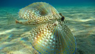 10 unusually beautiful sea creatures